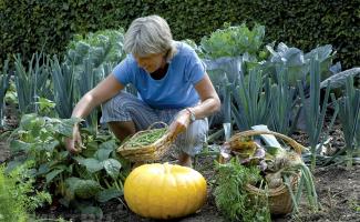 Планировка огорода — готовимся к посадке овощей на грядки
